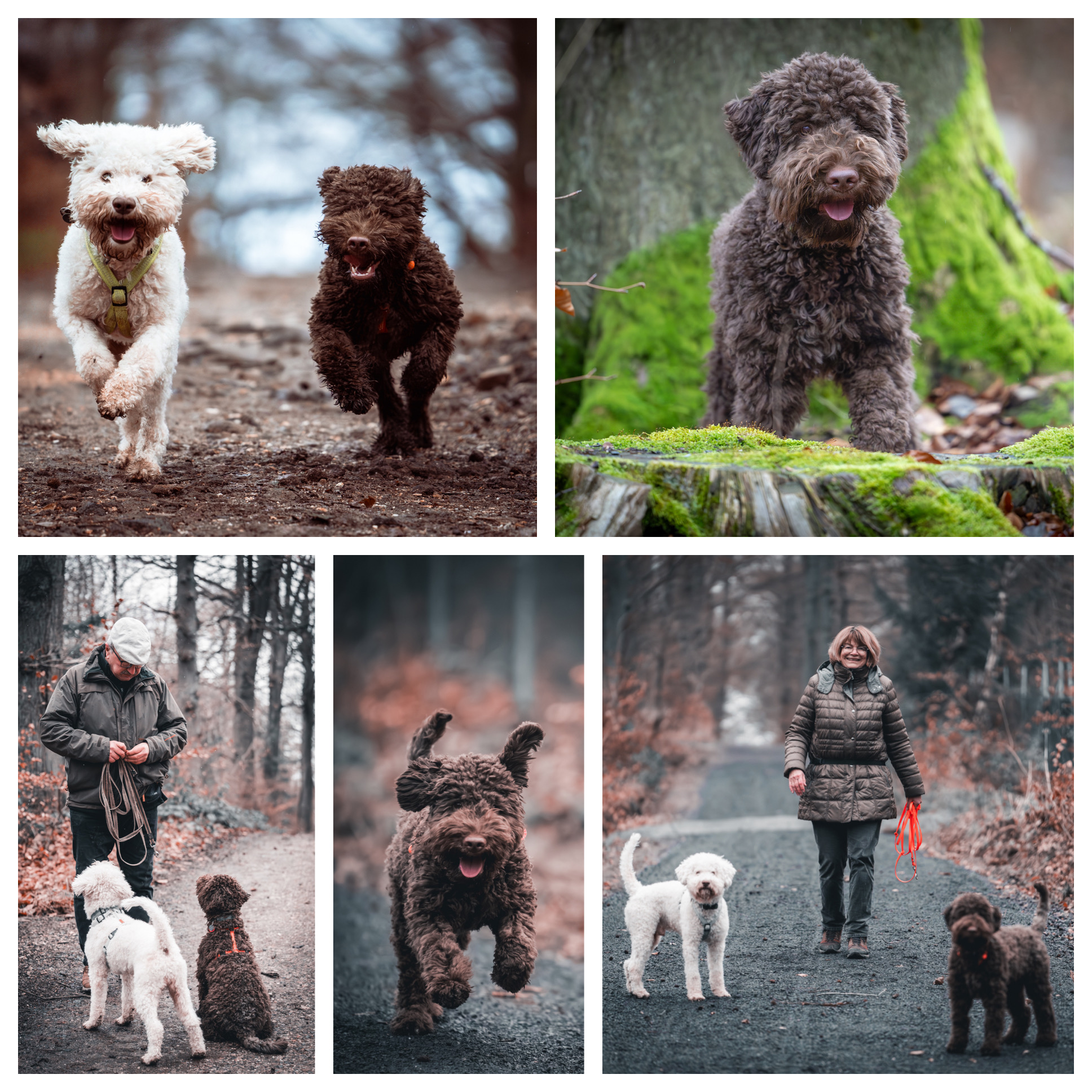 Das Lagotto-Team